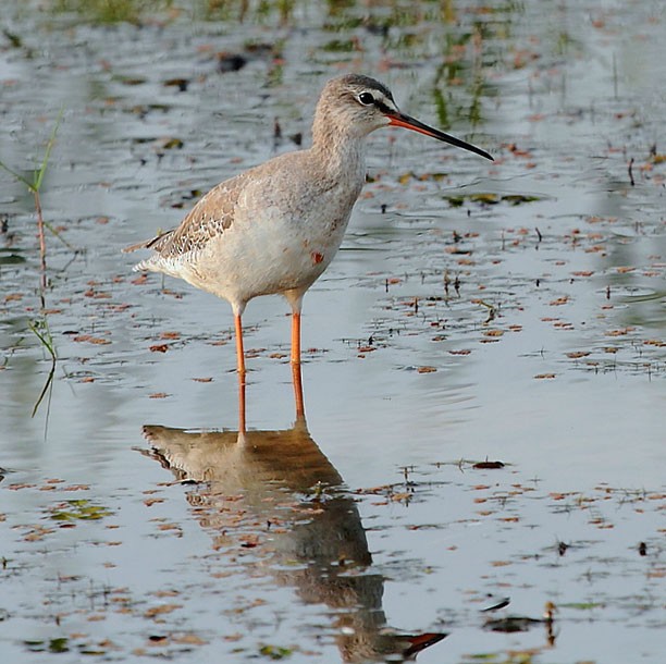 Spotted Redshank - ML379134611