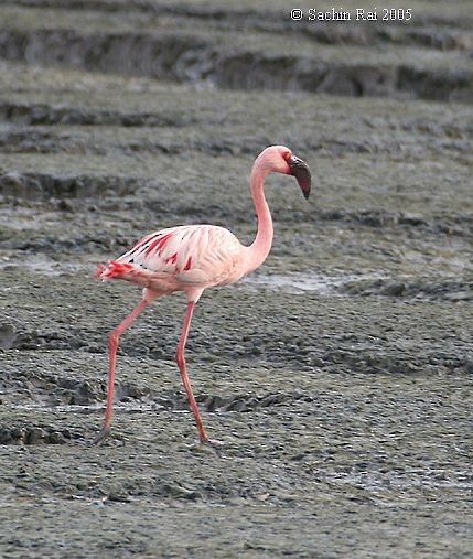 Lesser Flamingo - ML379135811