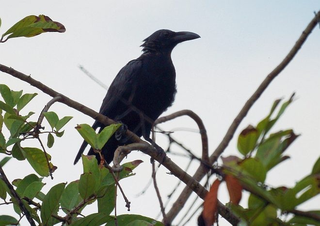 Slender-billed Crow (Sulawesi) - Nikolay Loginov