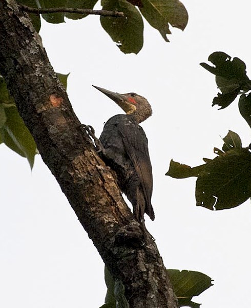 Great Slaty Woodpecker - Simon van der Meulen