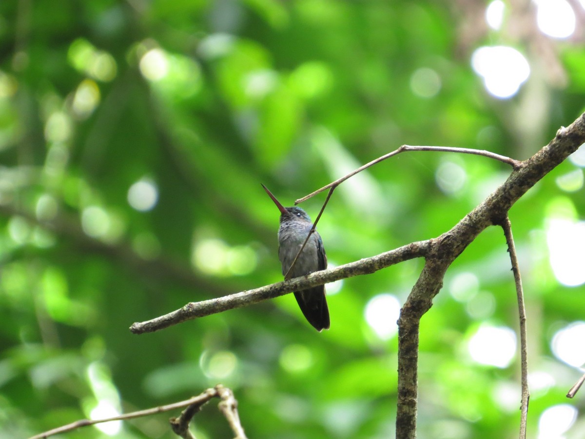 Charming Hummingbird - Róger Rodríguez Bravo