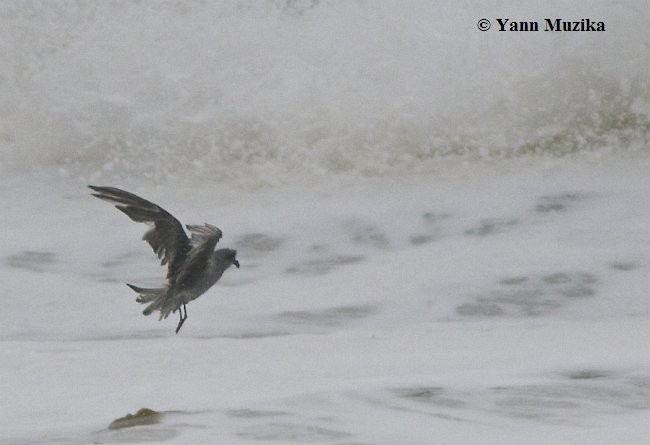 Fork-tailed Storm-Petrel - ML379141441