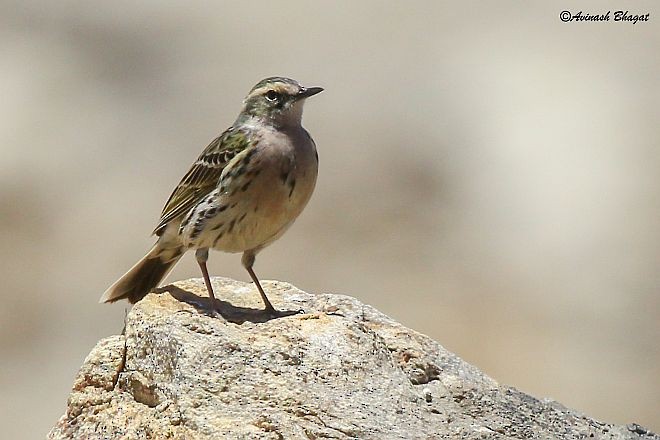 Rosy Pipit - ML379145171