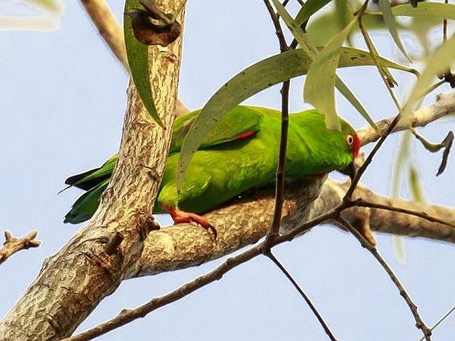 Sulawesi Hanging-Parrot - ML379145681