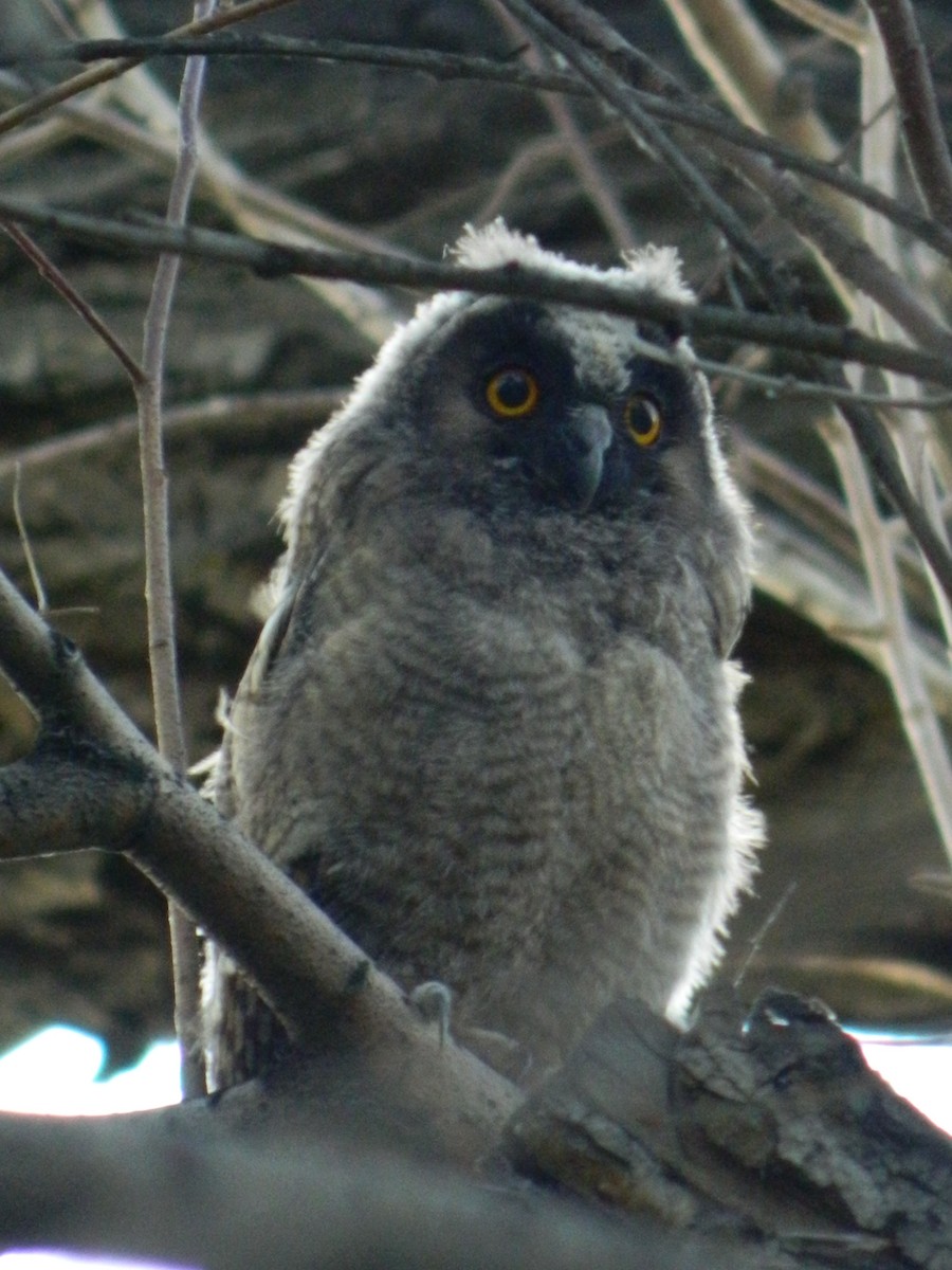 Long-eared Owl - ML379149471