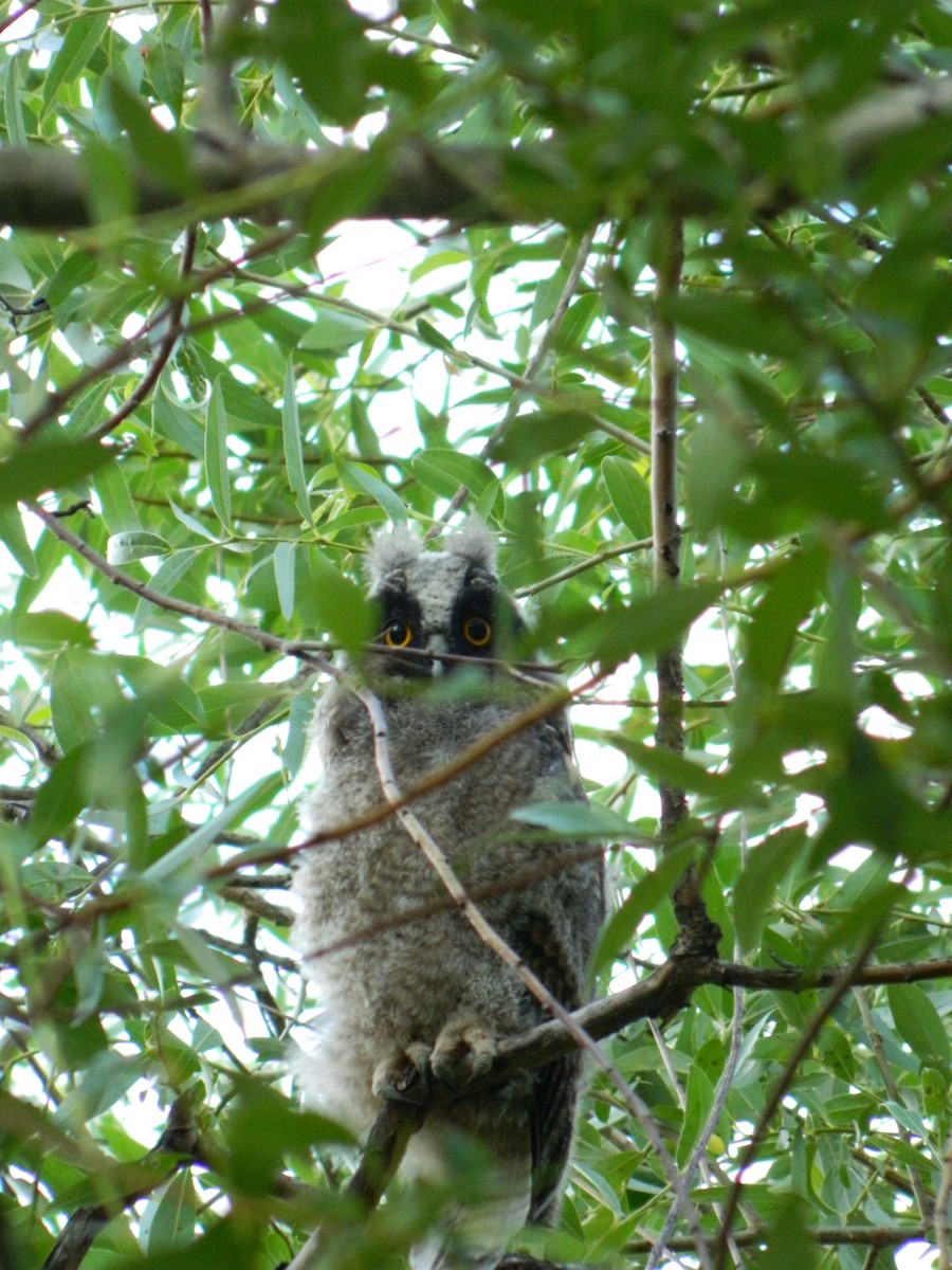 Long-eared Owl - Bob Packard