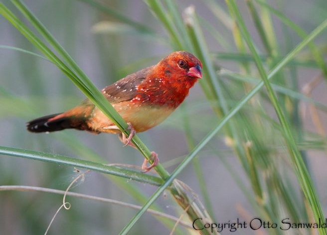Red Avadavat (Yellow-bellied) - ML379149741