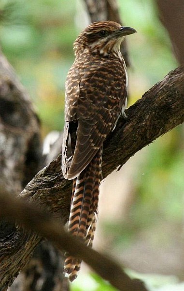 Long-tailed Koel - Duncan Watson