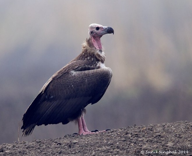 Red-headed Vulture - ML379151231