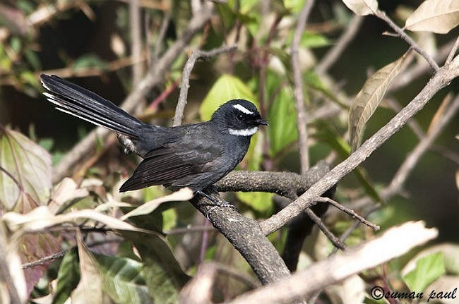 White-throated Fantail - ML379152141