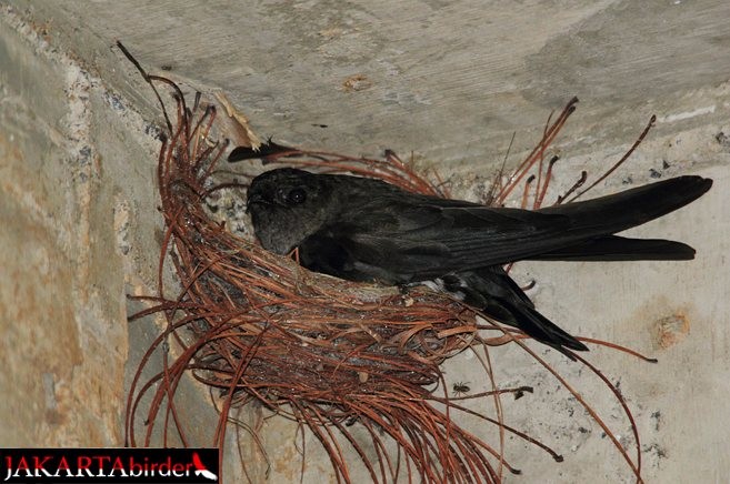 Cave Swiftlet - ML379152261