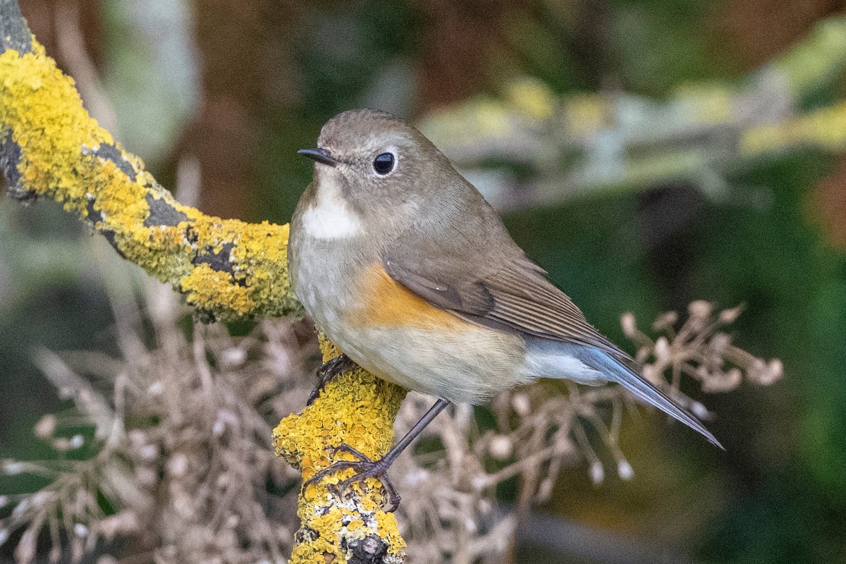 Red-flanked Bluetail - ML379153861