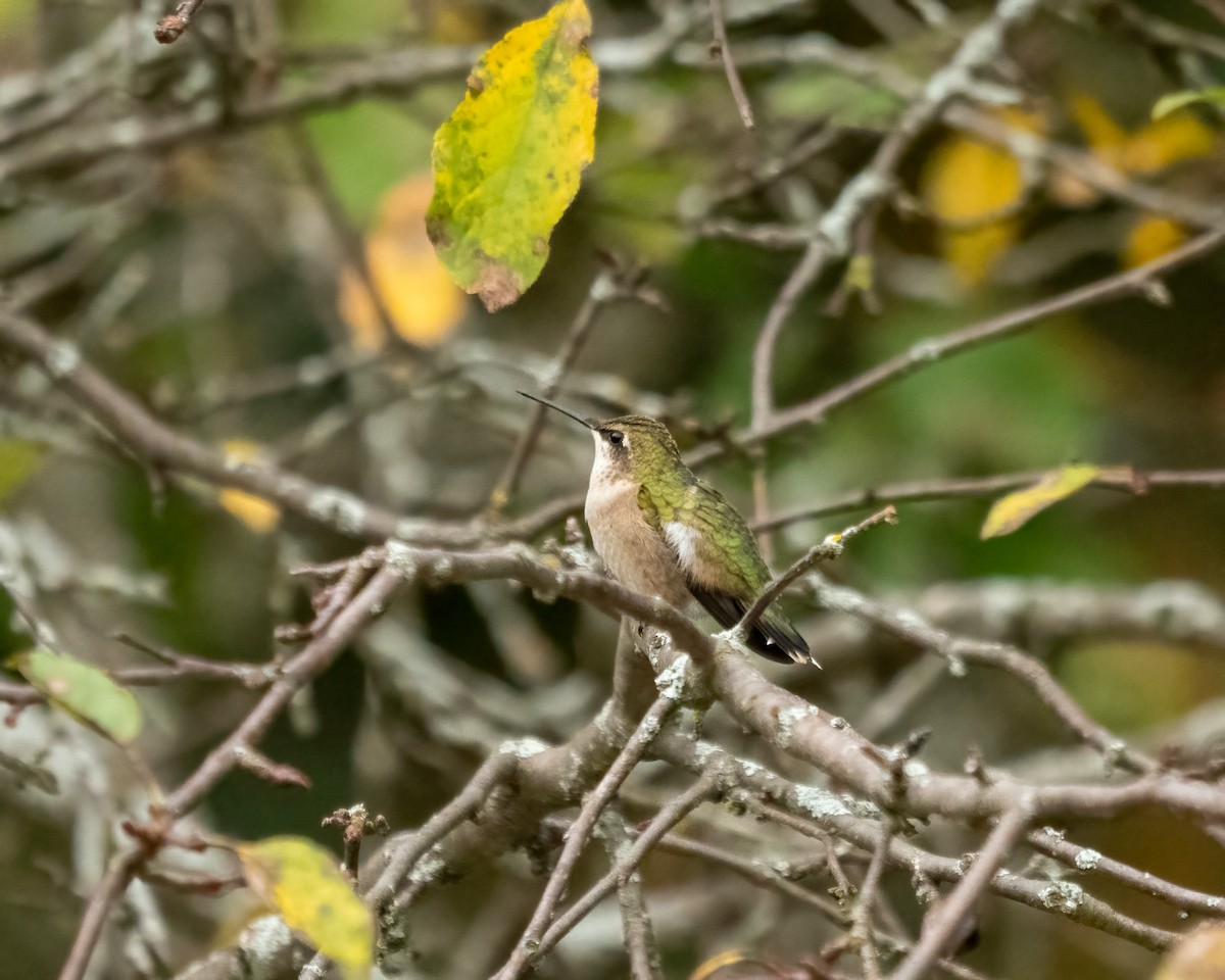 Ruby-throated Hummingbird - ML379155151