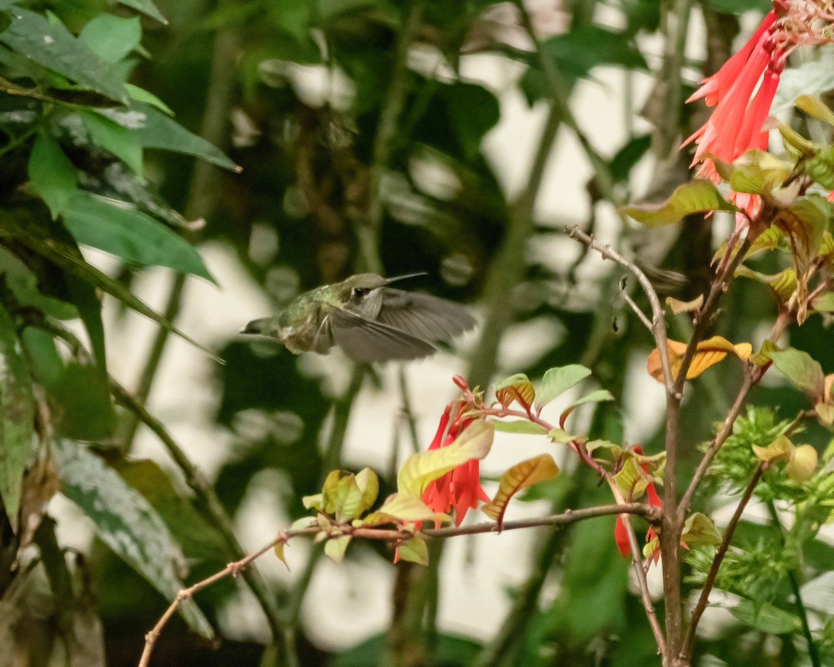 Ruby-throated Hummingbird - Barbara Houlihan
