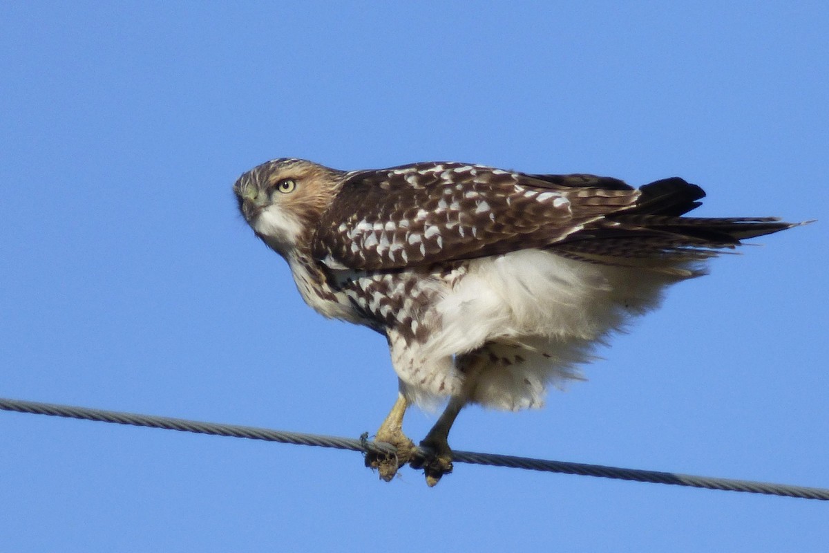Red-tailed Hawk - Laurie Koepke