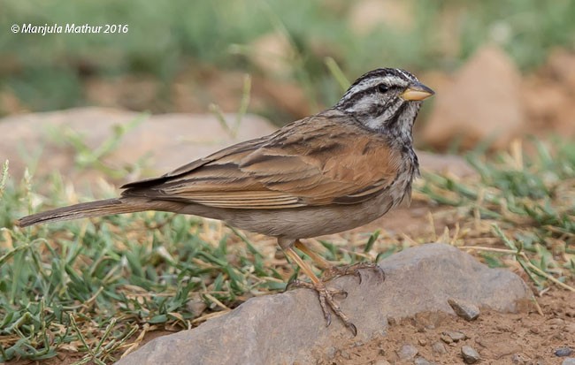 Striolated Bunting - ML379156021