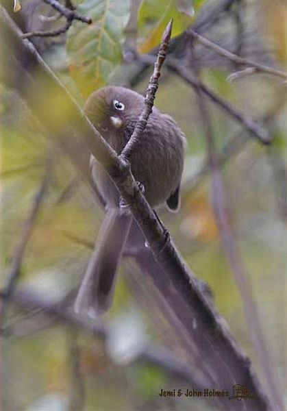 Spectacled Parrotbill - ML379157751