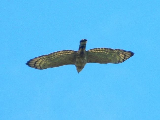 Wallace's Hawk-Eagle - Untung Sarmawi