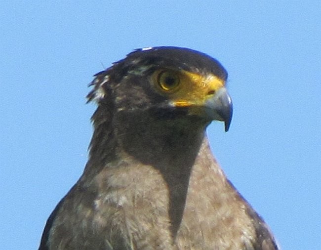 Crested Serpent-Eagle - ML379158091