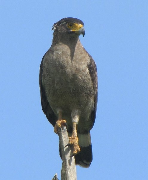 Crested Serpent-Eagle - ML379158201