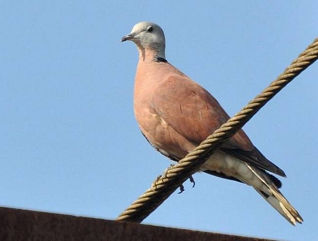 Red Collared-Dove - ML379158631