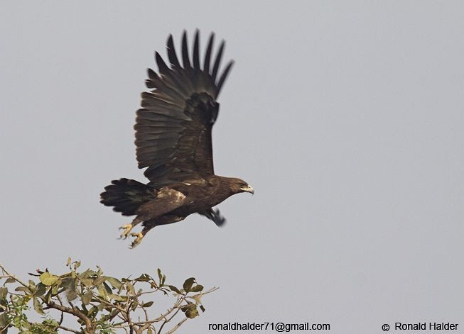Greater Spotted Eagle - ML379159281