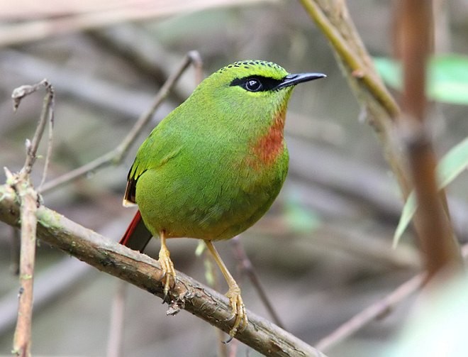 Fire-tailed Myzornis - ML379159511