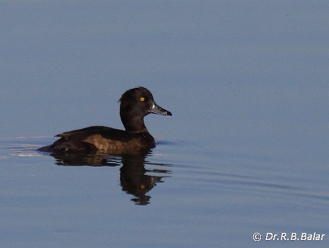 Tufted Duck - ML379159851