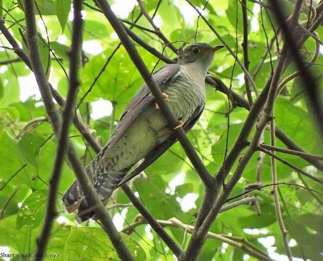 Lesser Cuckoo - Shantanu Bhattacharya