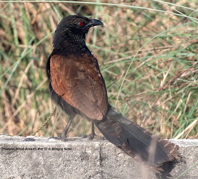Greater Coucal (Greater) - ML379160731