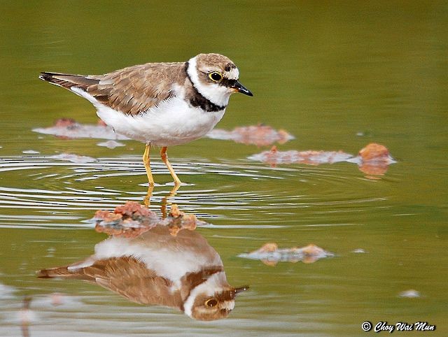 Little Ringed Plover - Choy Wai Mun