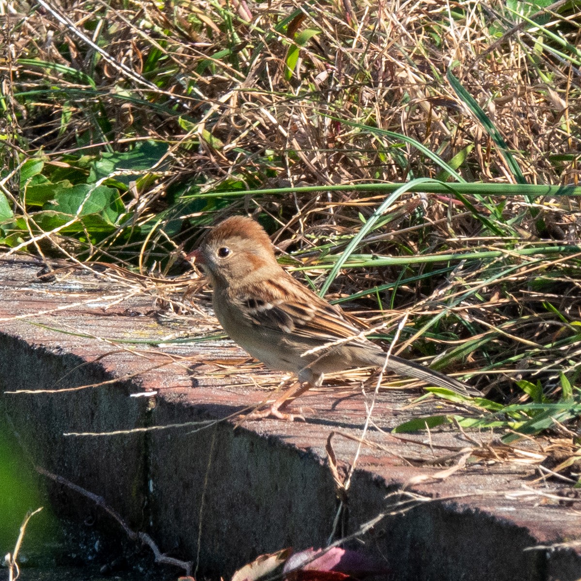 Field Sparrow - ML379161241