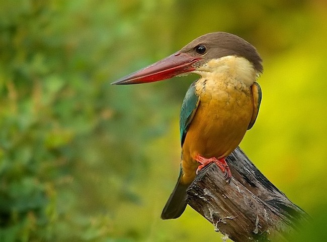 Stork-billed Kingfisher - ML379161481
