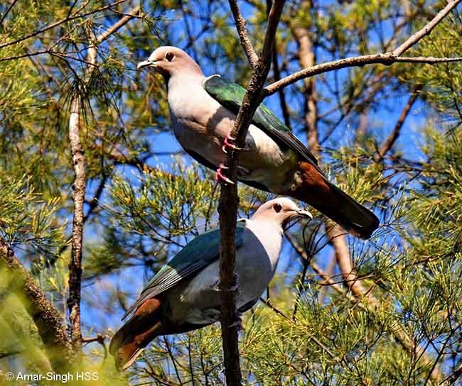 Green Imperial-Pigeon (Green) - ML379165611
