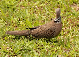 Spotted Dove, ML37916611