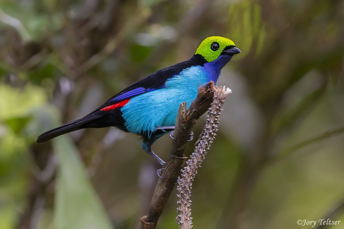 Paradise Tanager - ML379166291