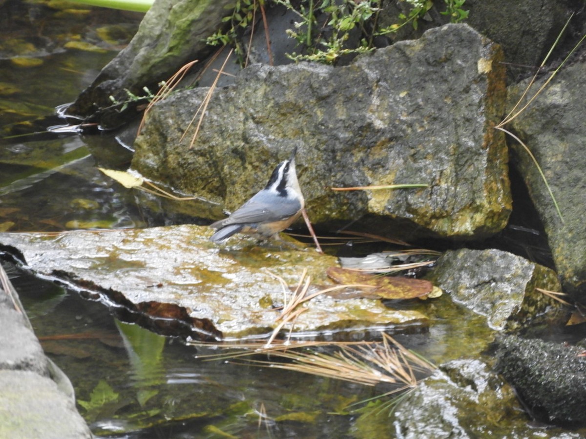 Red-breasted Nuthatch - ML379167821