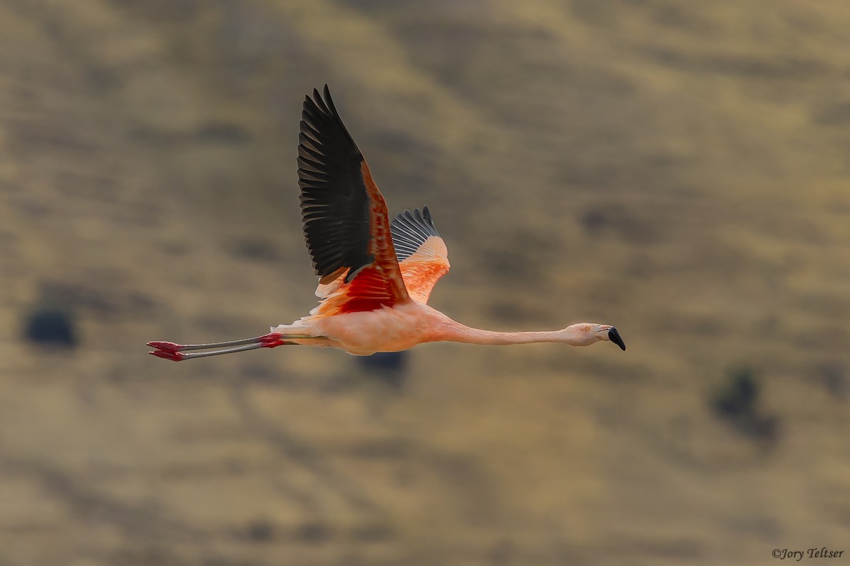 Chilean Flamingo - Jory Teltser