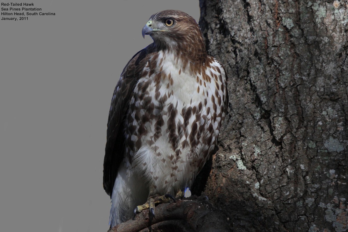 Red-tailed Hawk - Tom Moxley