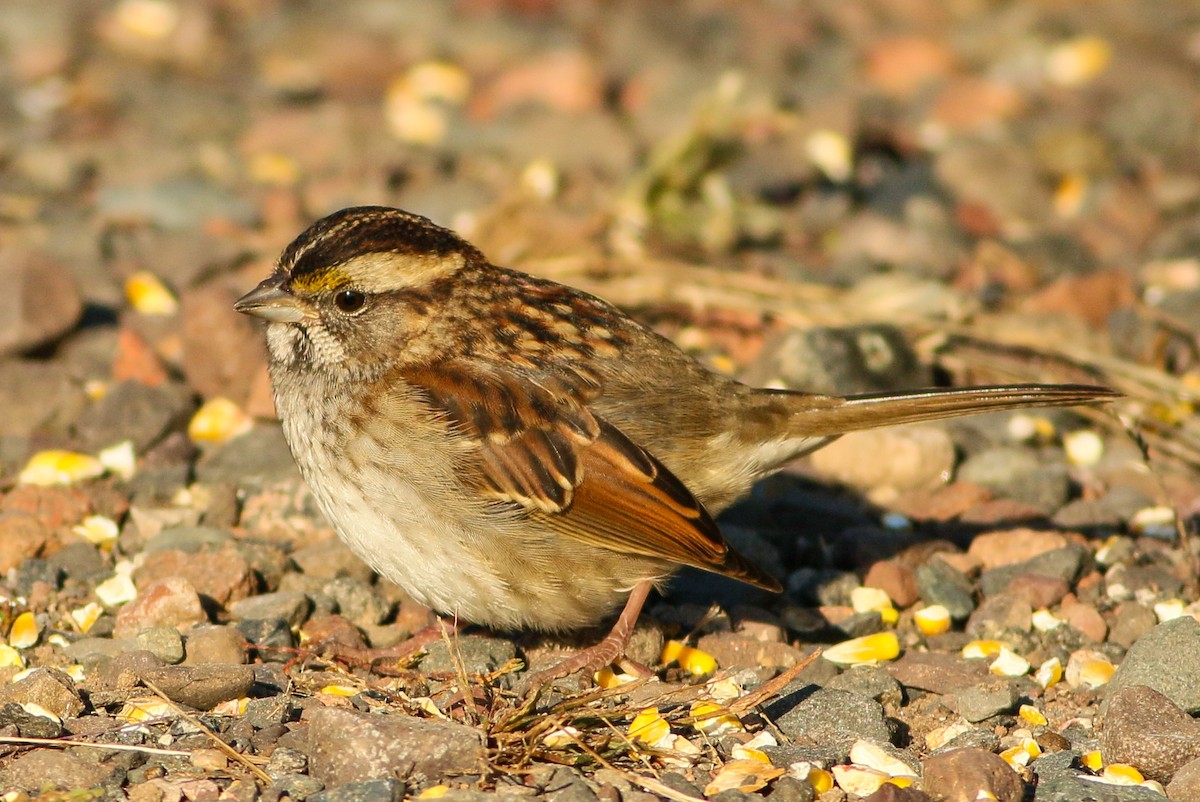 White-throated Sparrow - ML379169311
