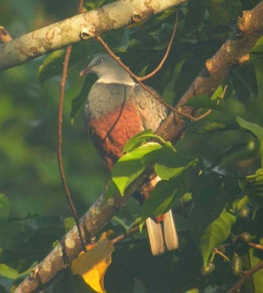 Spotted Imperial-Pigeon - ML379170731