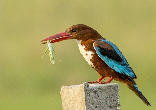 White-throated Kingfisher - Pankaj Sharma