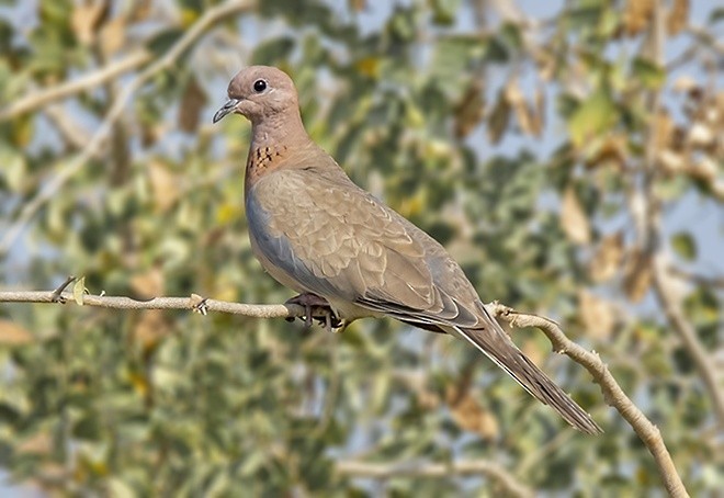 Laughing Dove - ML379174121