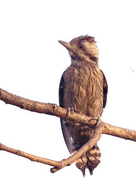 Gray-capped Pygmy Woodpecker - ML379175831