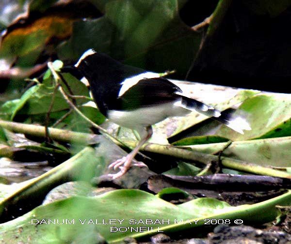 White-crowned Forktail (Malaysian) - Daisy O'Neill