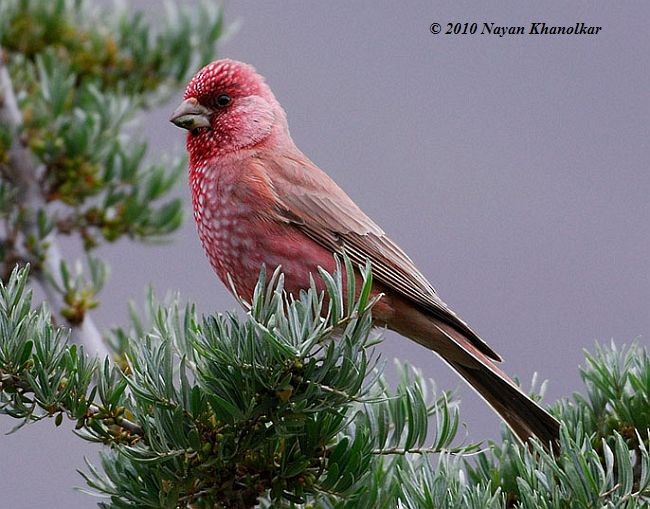 Great Rosefinch (Spotted) - ML379178731