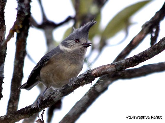 Gray-crested Tit - ML379179441