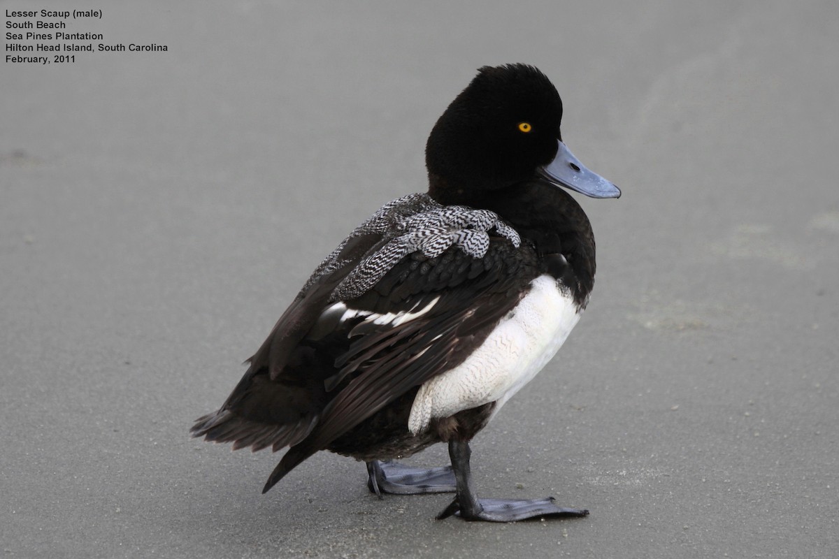 Lesser Scaup - Tom Moxley