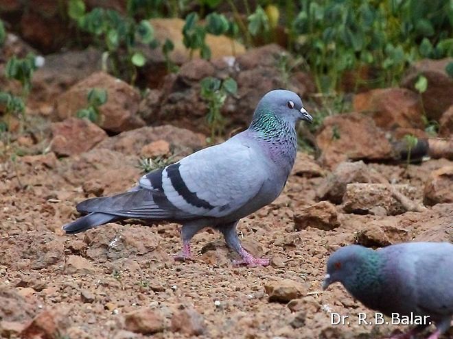 Rock Pigeon (Feral Pigeon) - ML379180651