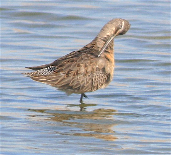 Long-billed Dowitcher - ML379180911